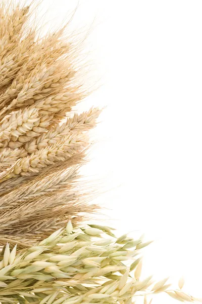 Olgun kulakları üzerine beyaz izole hububat