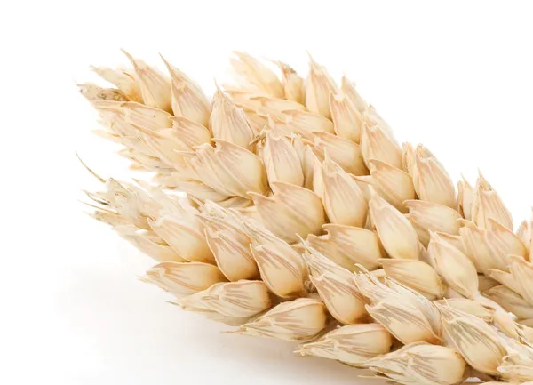 Espiga de trigo isolada sobre branco — Fotografia de Stock