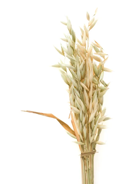 Ripe oat ears isolated on white — Stock Photo, Image