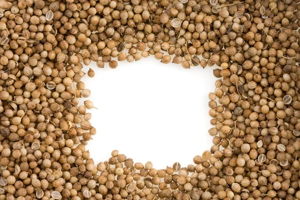 Coriander on white background — Stock Photo, Image