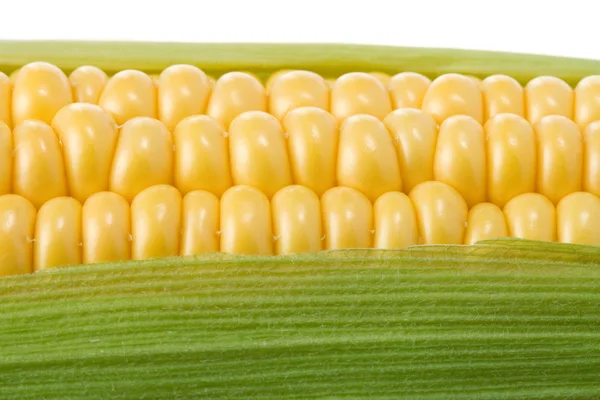 Ripe yellow corn on white — Stock Photo, Image