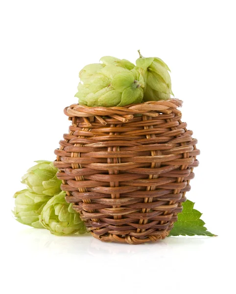 Hop isolated on white — Stock Photo, Image