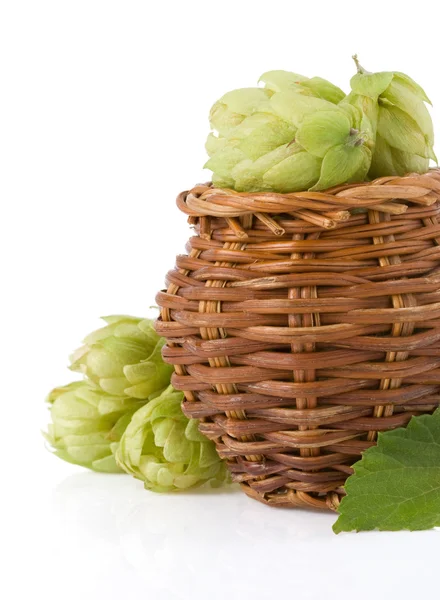 Hopfen isoliert auf weiß — Stockfoto