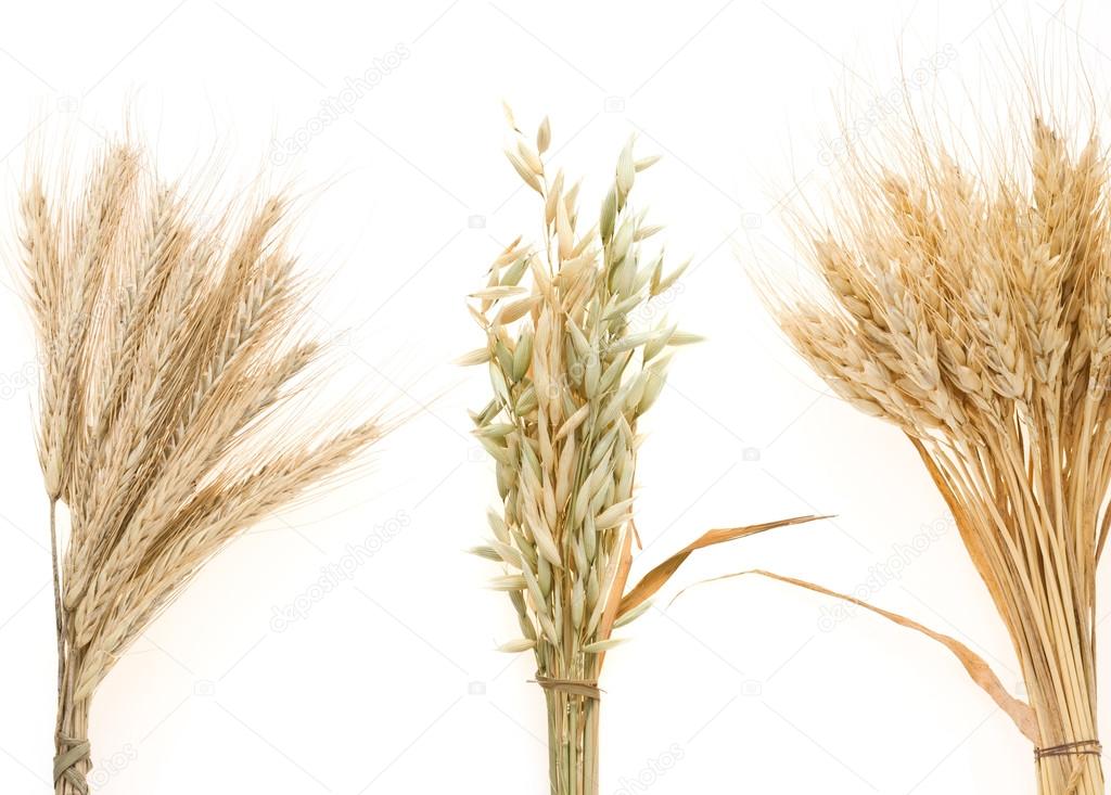 cereals ears isolated on white