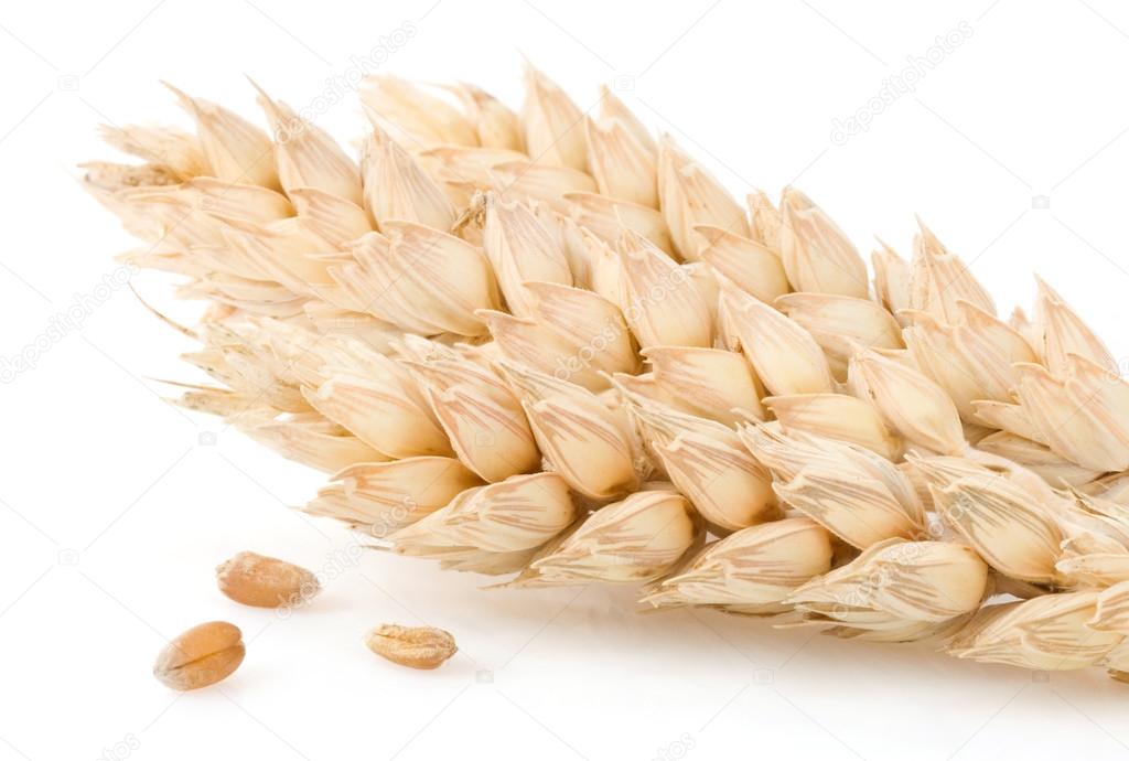 ear of wheat isolated on white