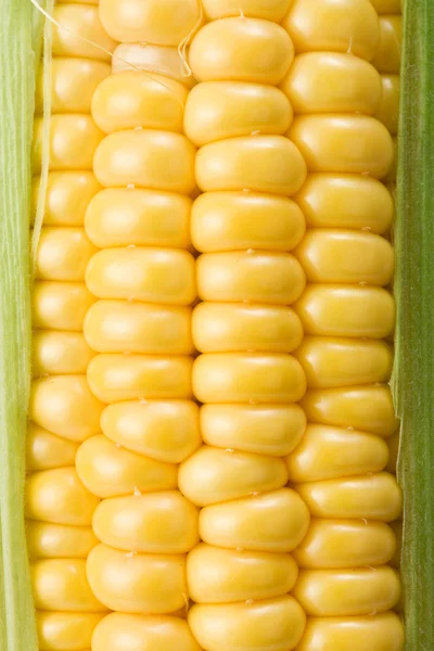 Ripe yellow corn — Stock Photo, Image