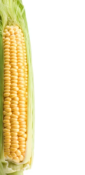 Ripe yellow corn on white background — Stock Photo, Image