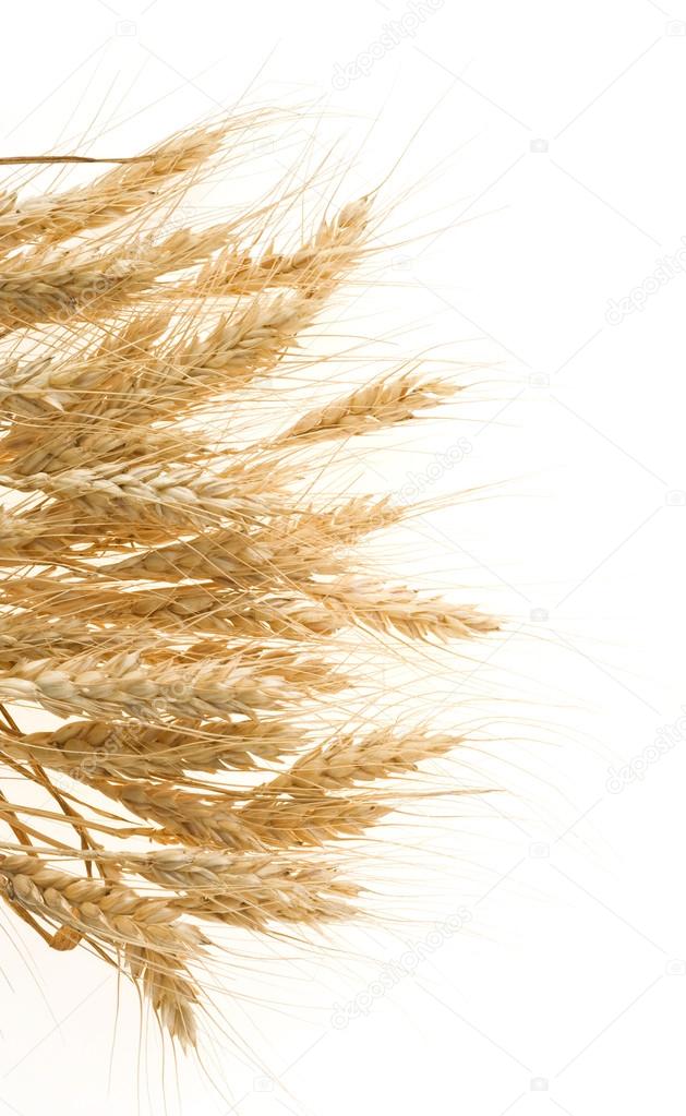 ripe ears of barley isolated on white