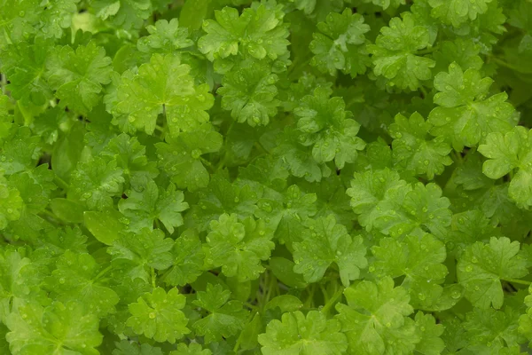 Salsa verde fresca — Fotografia de Stock