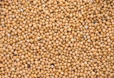 tüm arka plan olarak hardal