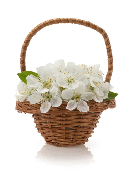 Třešňový květ na bílém pozadí — Stock fotografie