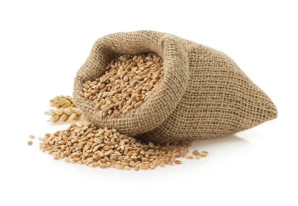 白小麦籽粒 — 图库照片
