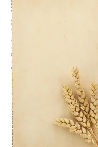 Weizenähren auf Weiß — Stockfoto