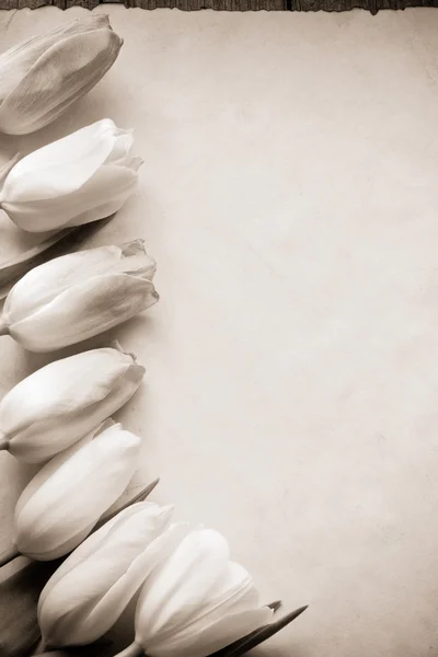 Цветы тюльпана на пергаменте — стоковое фото