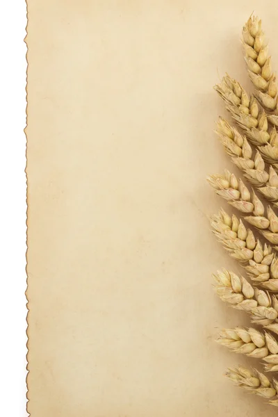 白の小麦の穂 — ストック写真