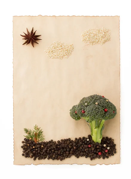 Broccoli and spices on old paper — Stock Photo, Image