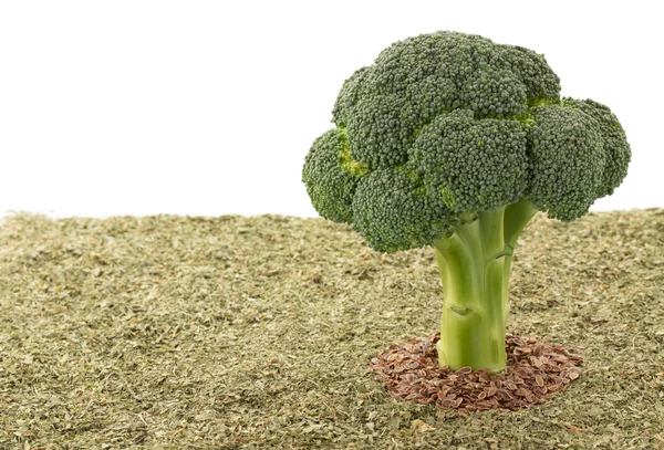 Brokkoli und Gewürze auf Weiß — Stockfoto