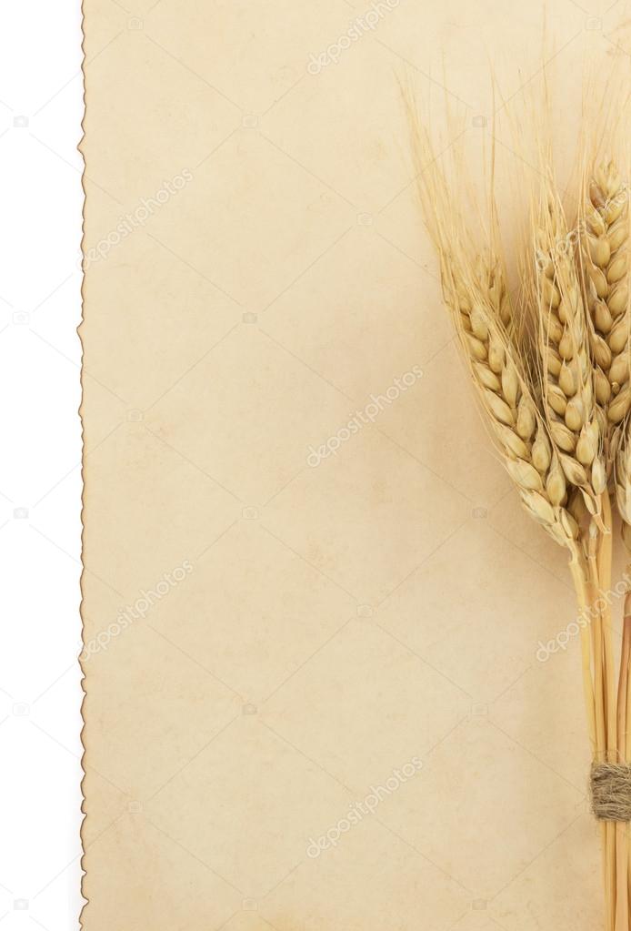 wheat ears on white