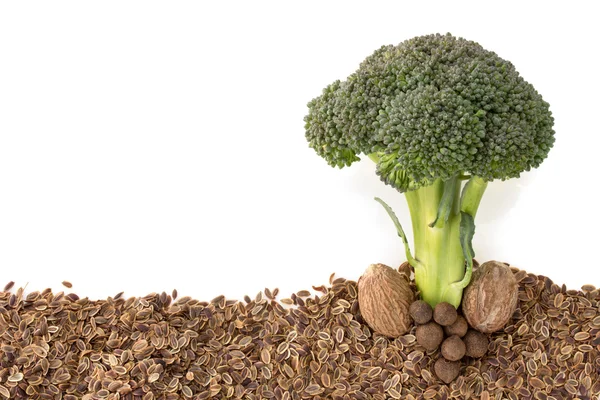 Broccoli and spices on white — Stock Photo, Image