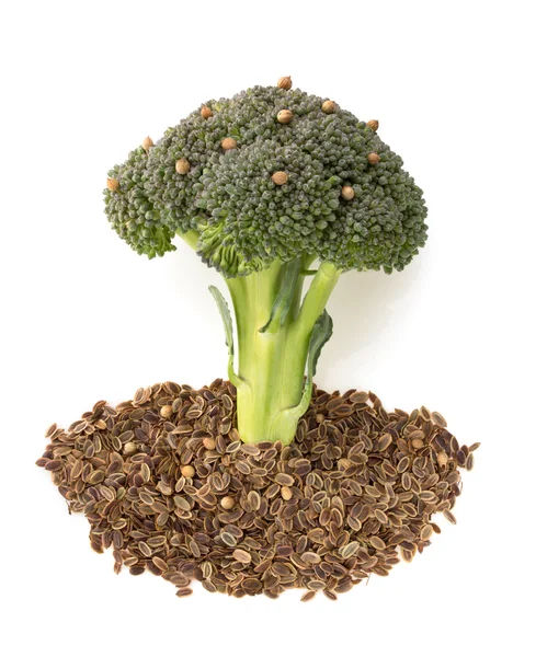 Broccoli and spices on white — Stock Photo, Image