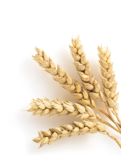 Ears of wheat  on white — Stock Photo, Image