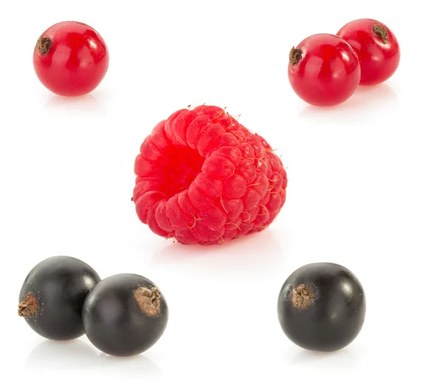Currants and raspberry — Stock Photo, Image