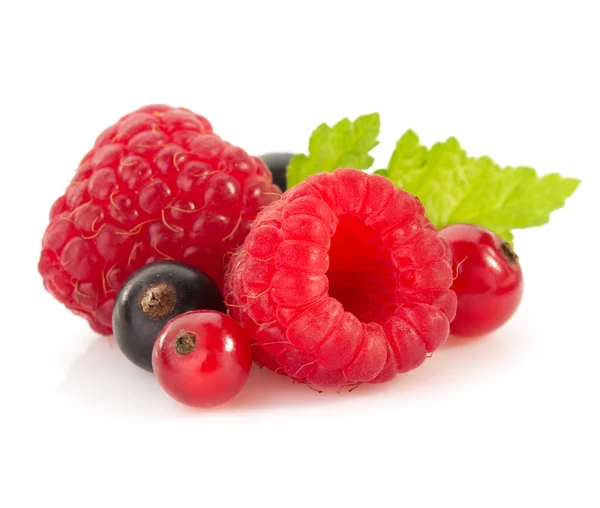 Raspberry and  currants — Stock Photo, Image