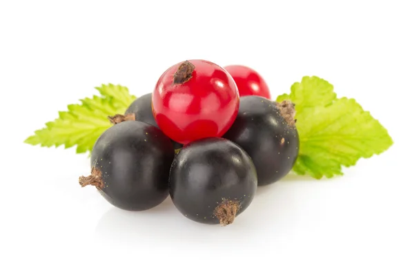 Black currants — Stock Photo, Image