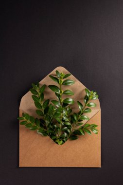 Siyah kağıt arkaplan dokusunda yapraklı bir dal. Ekoloji kavramı veya yaratıcı fikir