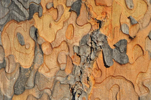 Western yellow pine bark — Stock Photo, Image