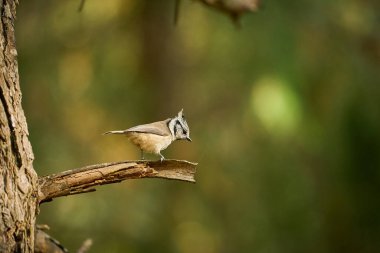 Crested Tit (Lophophanes cristatus) sitting on beautiful spruce branch. Detail portrait of songbird with crest                                