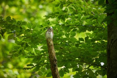 Pygmy Owl, sitting on tree branch with forest background. Beautiful bird in evening sunset. Wildlife scene from wild nature. Eurasian tinny bird in the habitat.                    