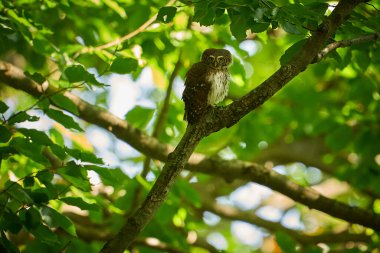 Pygmy Owl, sitting on tree branch with forest background. Beautiful bird in evening sunset. Wildlife scene from wild nature. Eurasian tinny bird in the habitat.                                       