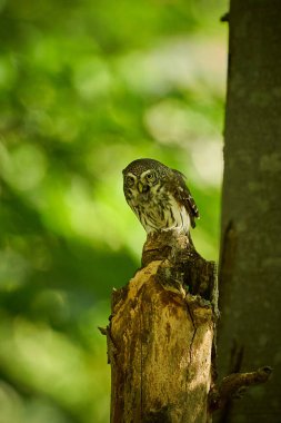Pygmy Owl, sitting on tree branch with forest background. Beautiful bird in evening sunset. Wildlife scene from wild nature. Eurasian tinny bird in the habitat.                         