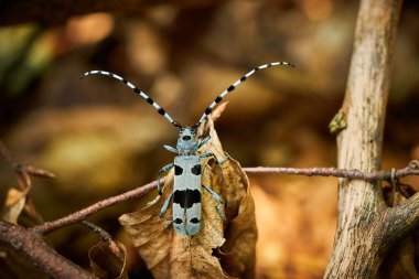 Rosalia Longicorn (Rosalia alpina) during mating. Blue beetle.  Mating insects. Wildlife scene from wild nature.                             