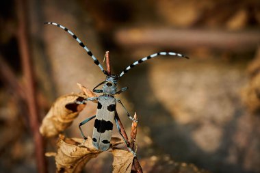  Rosalia Longicorn (Rosalia alpina) during mating. Blue beetle.  Mating insects. Wildlife scene from wild nature.                              