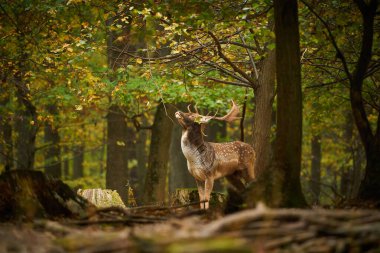 Deer during rutting time. Beautiful forest animal. Fallow deer walking in forest. Dama European fallow deer brown color wild ruminant mammal on pasture in autumn time.