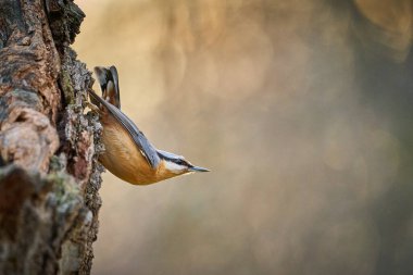 Wood Nuthatch 'ı kapat, daldaki kuş, küçük kuş. Güzel sarı ve mavi-gri ötücü kuş. Doğada ötücü kuş. Kış sahnesinde tatlı ötücü kuş.