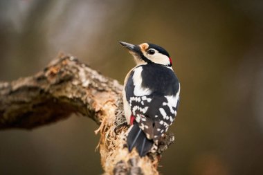 Büyük benekli ağaçkakan (Dendrocopos major) dala tünedi. Doğadan vahşi yaşam sahnesi. Doğa habitatındaki hayvanlar. Kışın ormandaki kuş. Kış arka planının önünde.. 