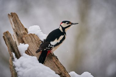 Büyük benekli ağaçkakan (Dendrocopos major) dala tünedi. Doğadan vahşi yaşam sahnesi. Doğa habitatındaki hayvanlar. Kışın ormandaki kuş. Kış arka planının önünde.. 