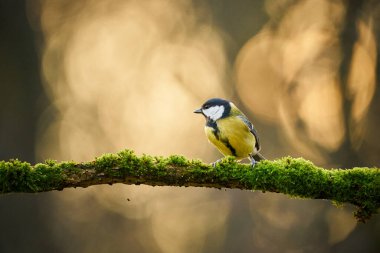 Büyük baştankara, belgili tanımlık güzel liken ağaç dal, Çek dili oturan Parus büyük, siyah ve sarı songbird Natur kuş. Songbird doğa ortamlarında. Şirin mavi ve sarı songbird sonbahar sahne 