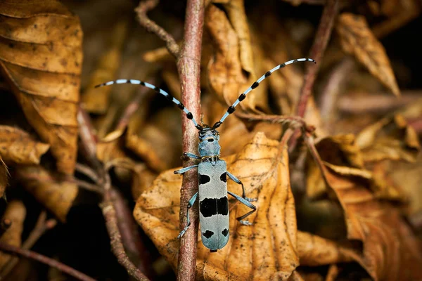 Rosalia Longicorn Rosalia Alpina Mating Blue Beetle Mating Insects Wildlife — Stock fotografie