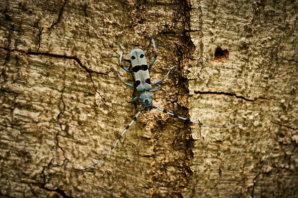 Rosalia Longicorn Rosalia Alpina Mating Blue Beetle Mating Insects Wildlife — Stock fotografie