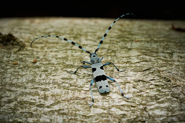 Rosalia Longicorn Rosalia Alpina Mating Blue Beetle Mating Insects Wildlife — Stok fotoğraf