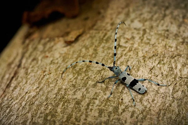 Rosalia Longicorn Rosalia Alpina Mating Blue Beetle Mating Insects Wildlife — Stock fotografie