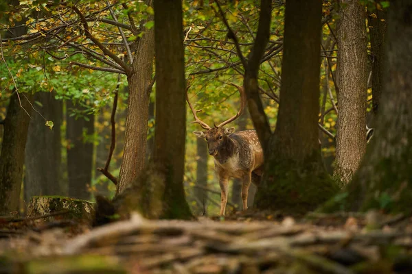 Deer Rutting Time Beautiful Forest Animal Fallow Deer Walking Forest — Stock fotografie