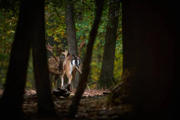 Deer Rutting Time Beautiful Forest Animal Fallow Deer Walking Forest — Photo