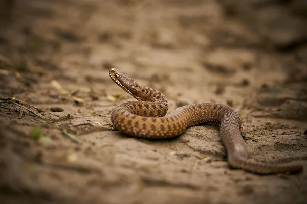 Dangerous animal in natural habitat. The common adder (Vipera berus) on the ground. Poisonous snake Vipera berus on a dirt road. Wildlife scene from nature.