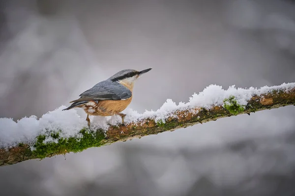 木のヌサッチ 枝の鳥 小さな鳥を閉じます 美しい黄色と青灰色の鳥 自然の生息地でSongbird 冬のシーンでかわいい鳥 — ストック写真