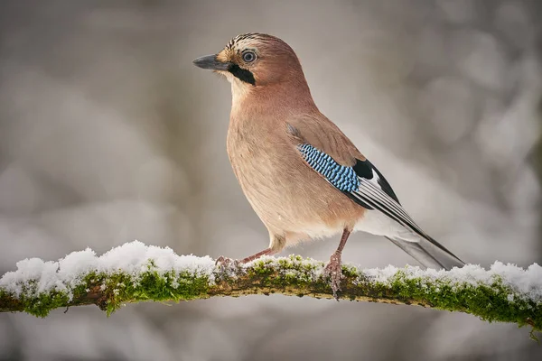 Bird Jay Garrulus Glandarius Forest Background Wildlife Eurasian Jay Sitting — Stock Photo, Image